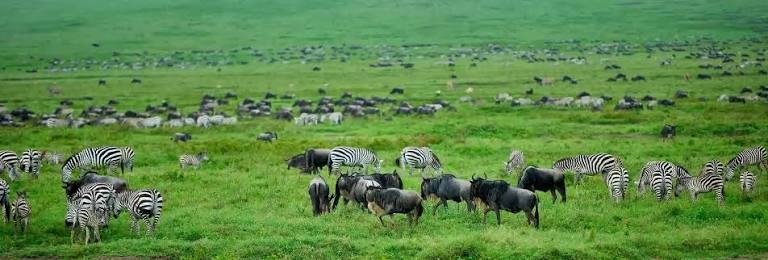 How to Choose the Best Safari Tour Operators in Tanzania (2026 Guide)