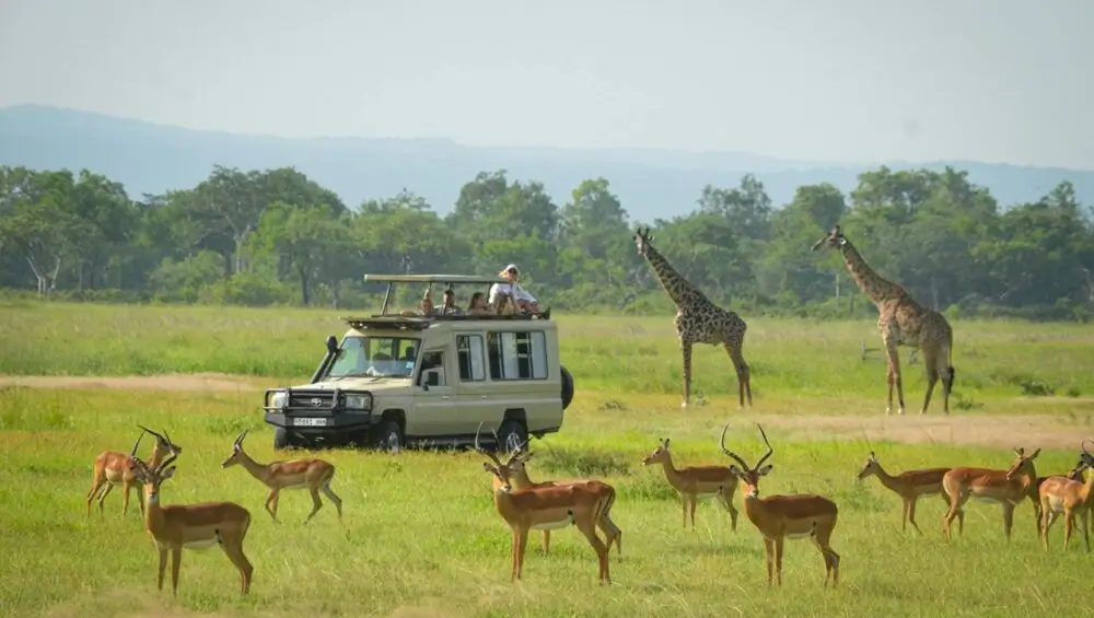 Safari vehicle watching elephants on the Mikumi National Park floodplain